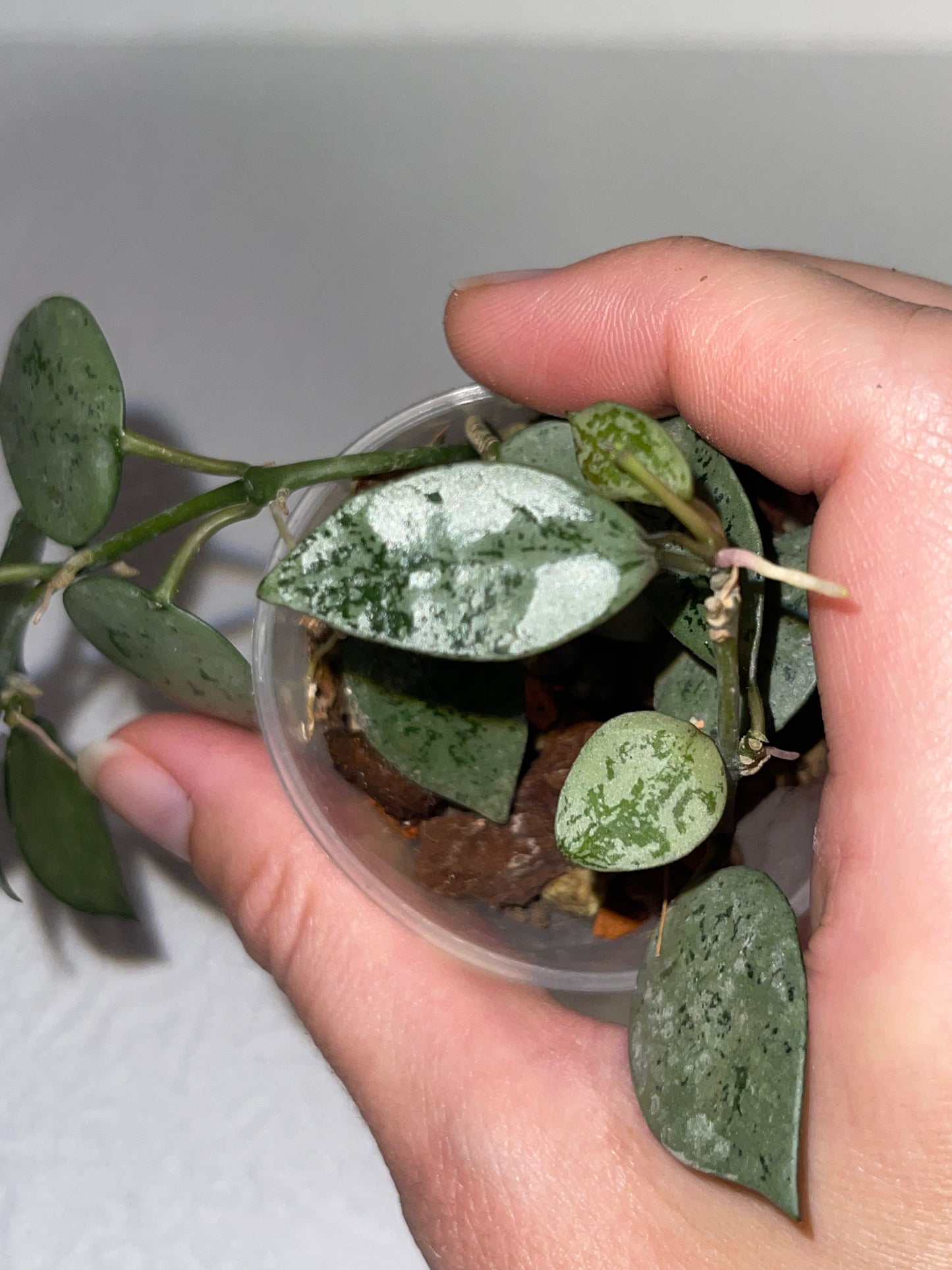 Hoya lacunosa 'Silver'