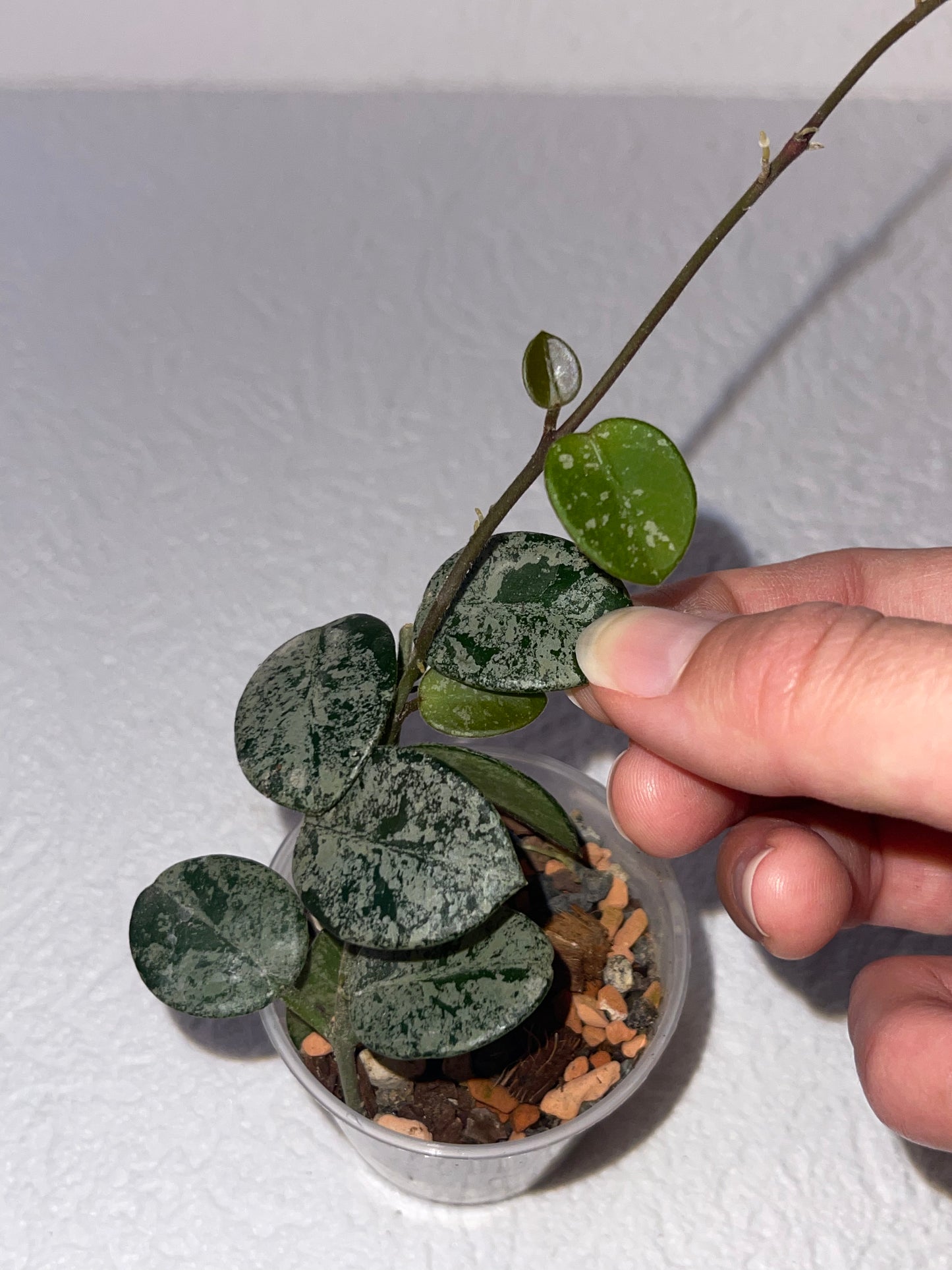 Hoya Mathilde splash