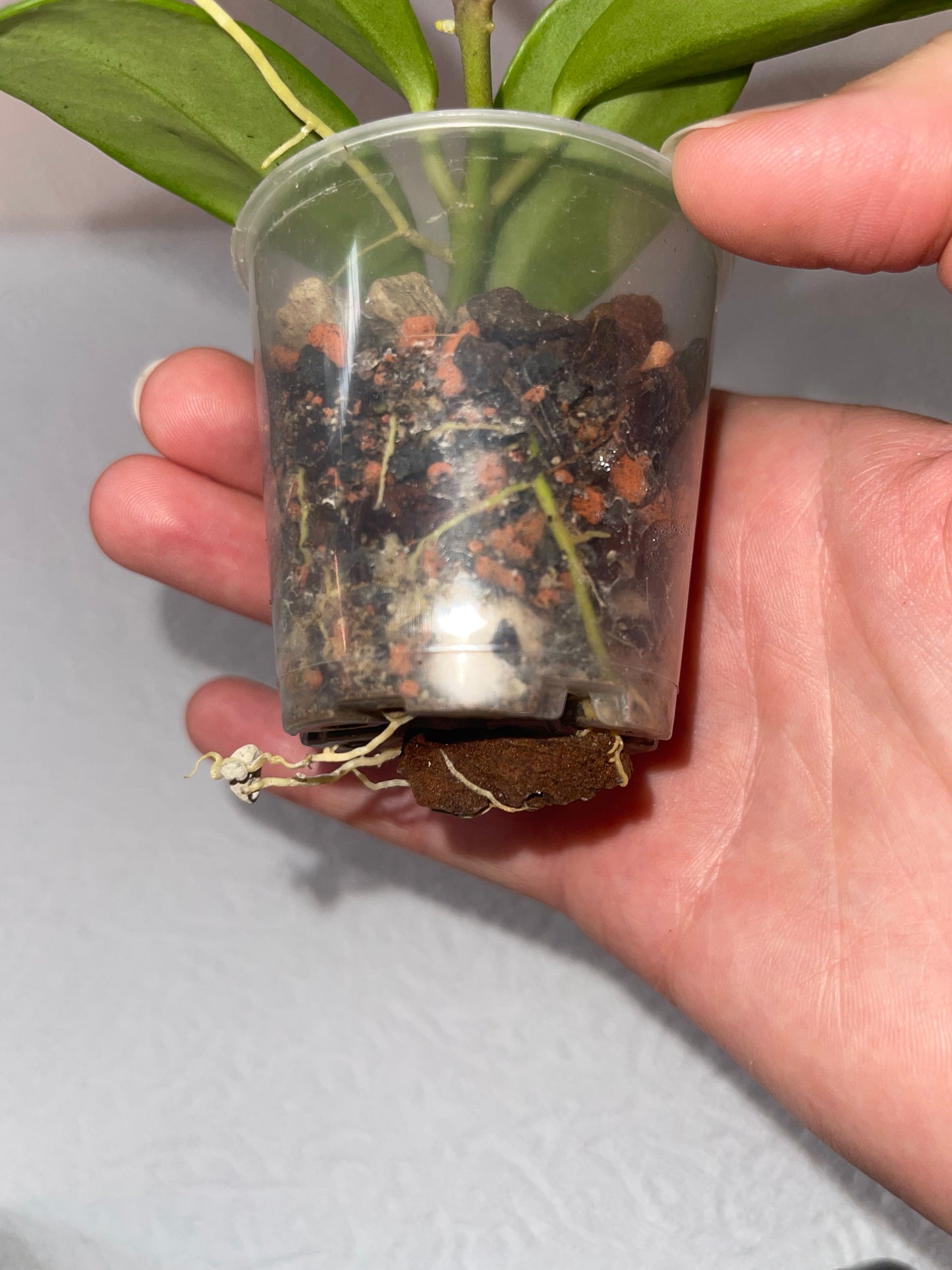 Hoya obscura