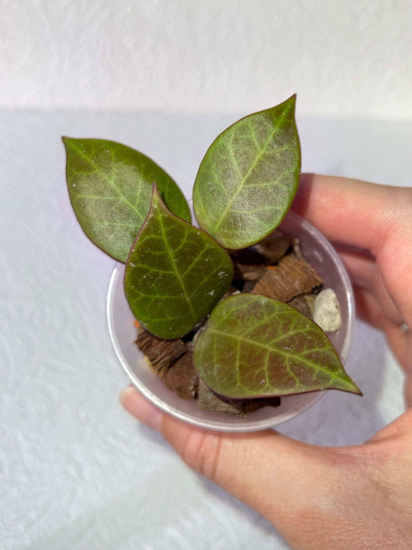 Hoya 'sunrise'