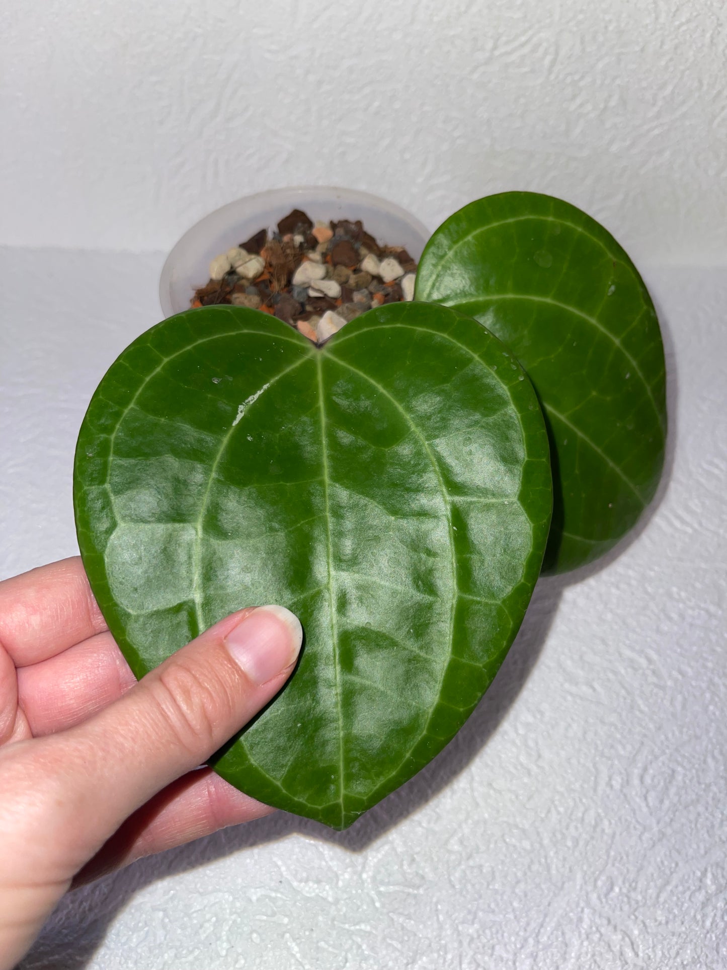 Hoya latifolia Red Borneo