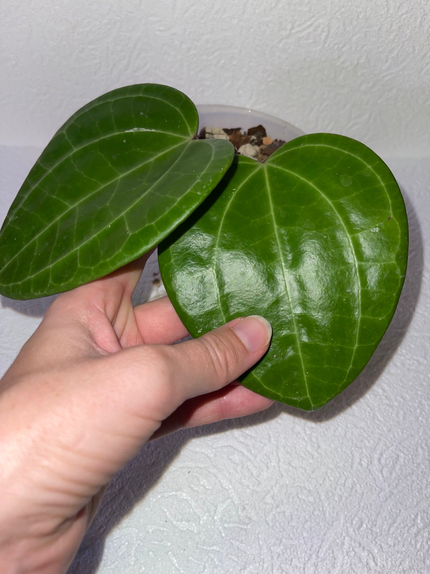 Hoya latifolia Red Borneo
