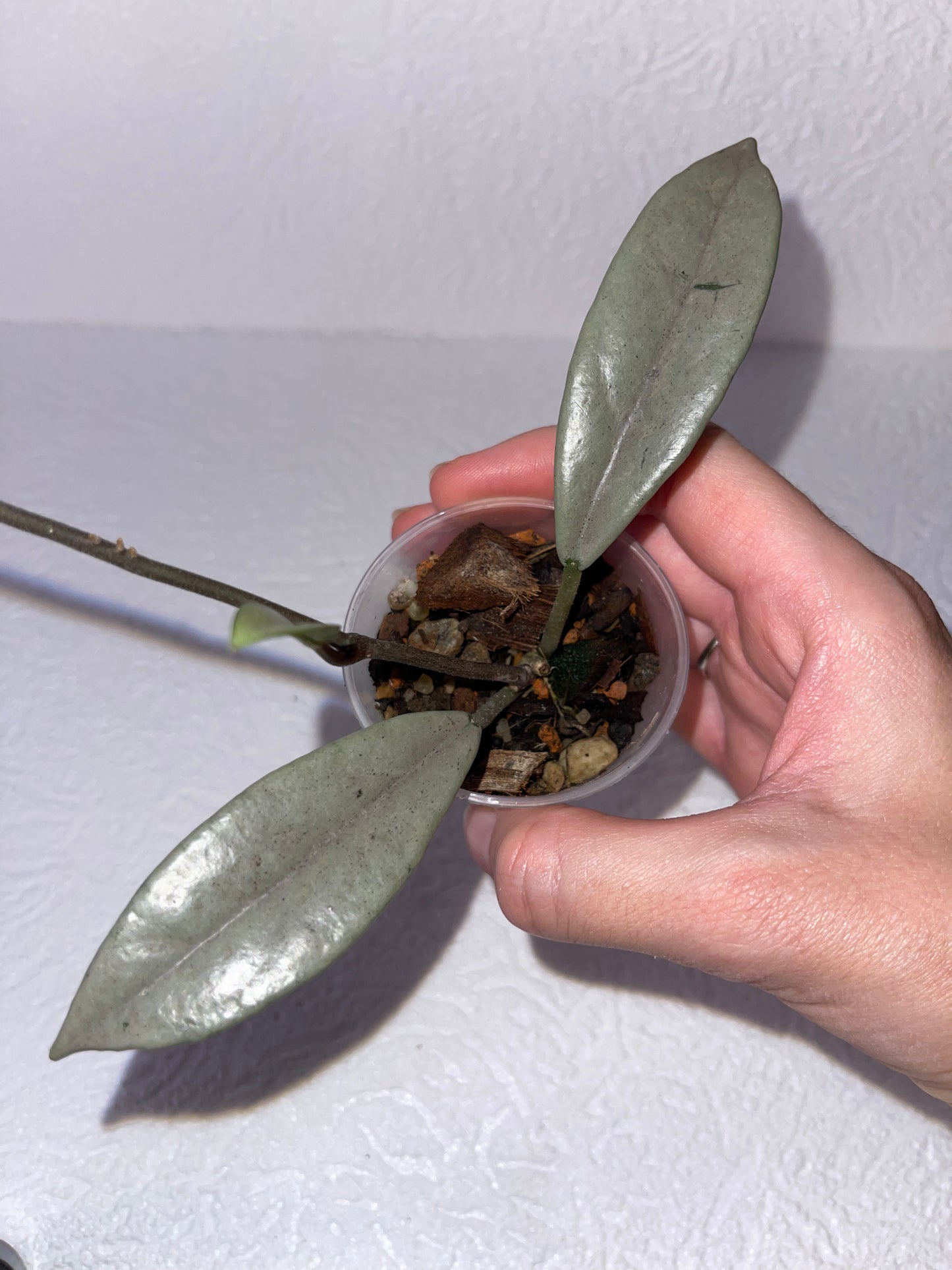 Hoya carnosa 'Wilbur graves' Silver