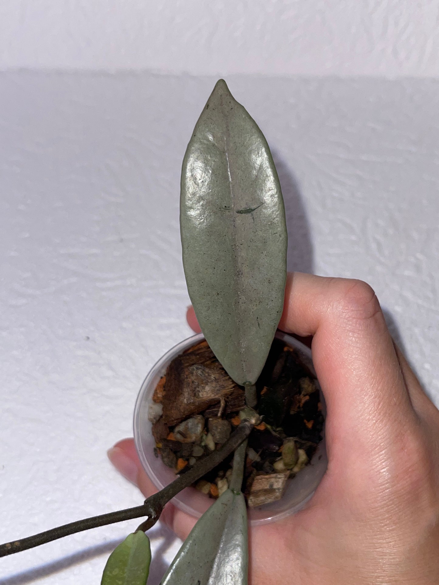Hoya carnosa 'Wilbur graves' Silver