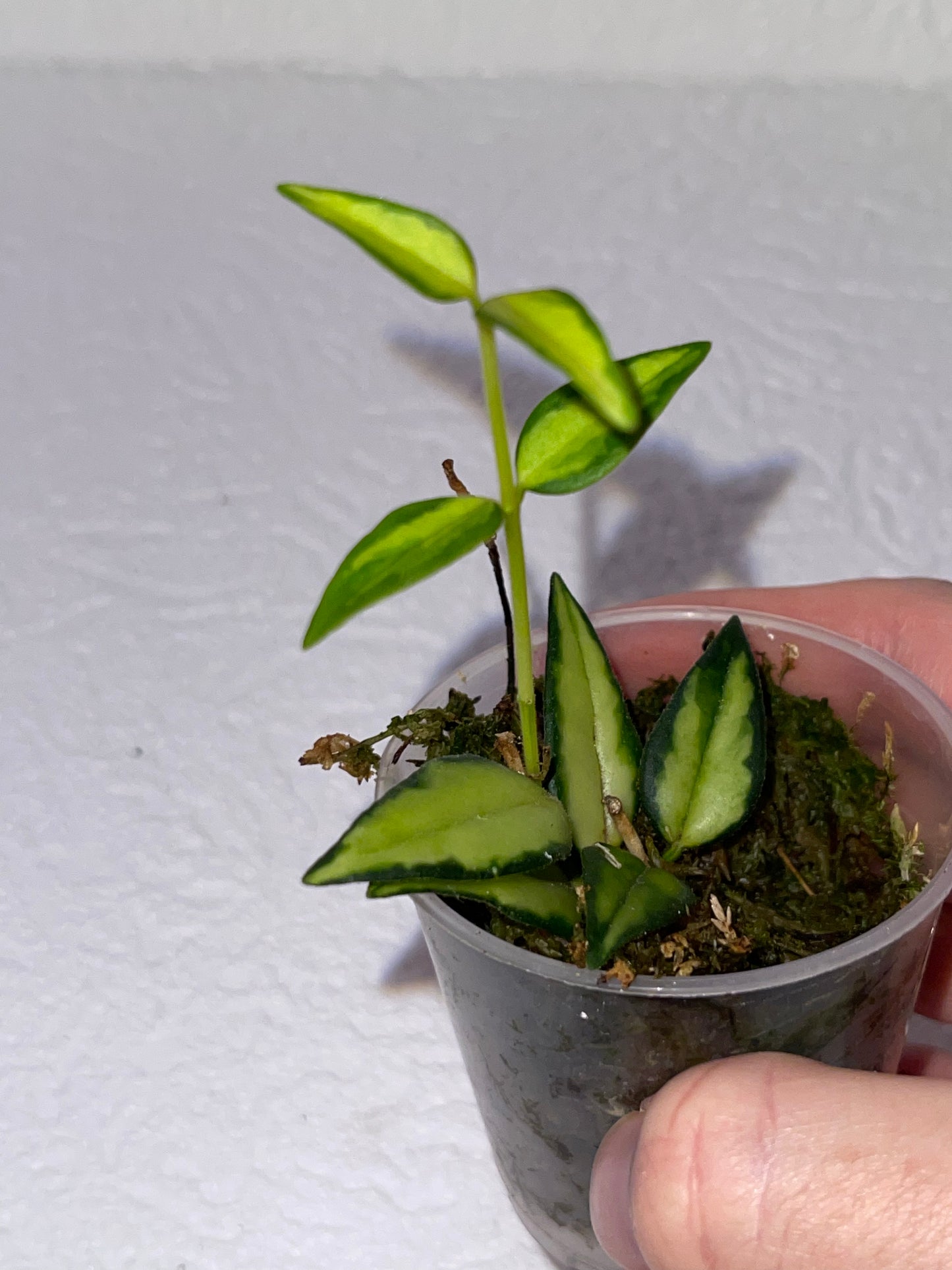 Hoya bella 'Luis Bois' ou 'Lida Buis' - en sphaigne