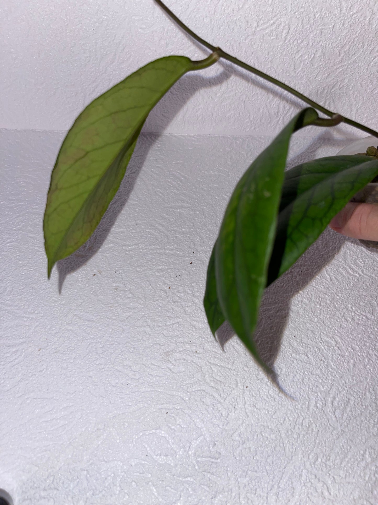 Hoya sp. AH 032 - en substrat hydroponique