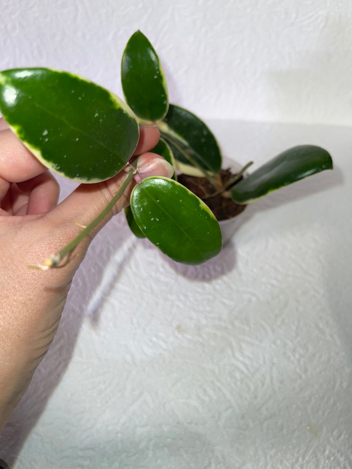 Hoya verticillata f. albomarginata - en substrat d'écorces de coco