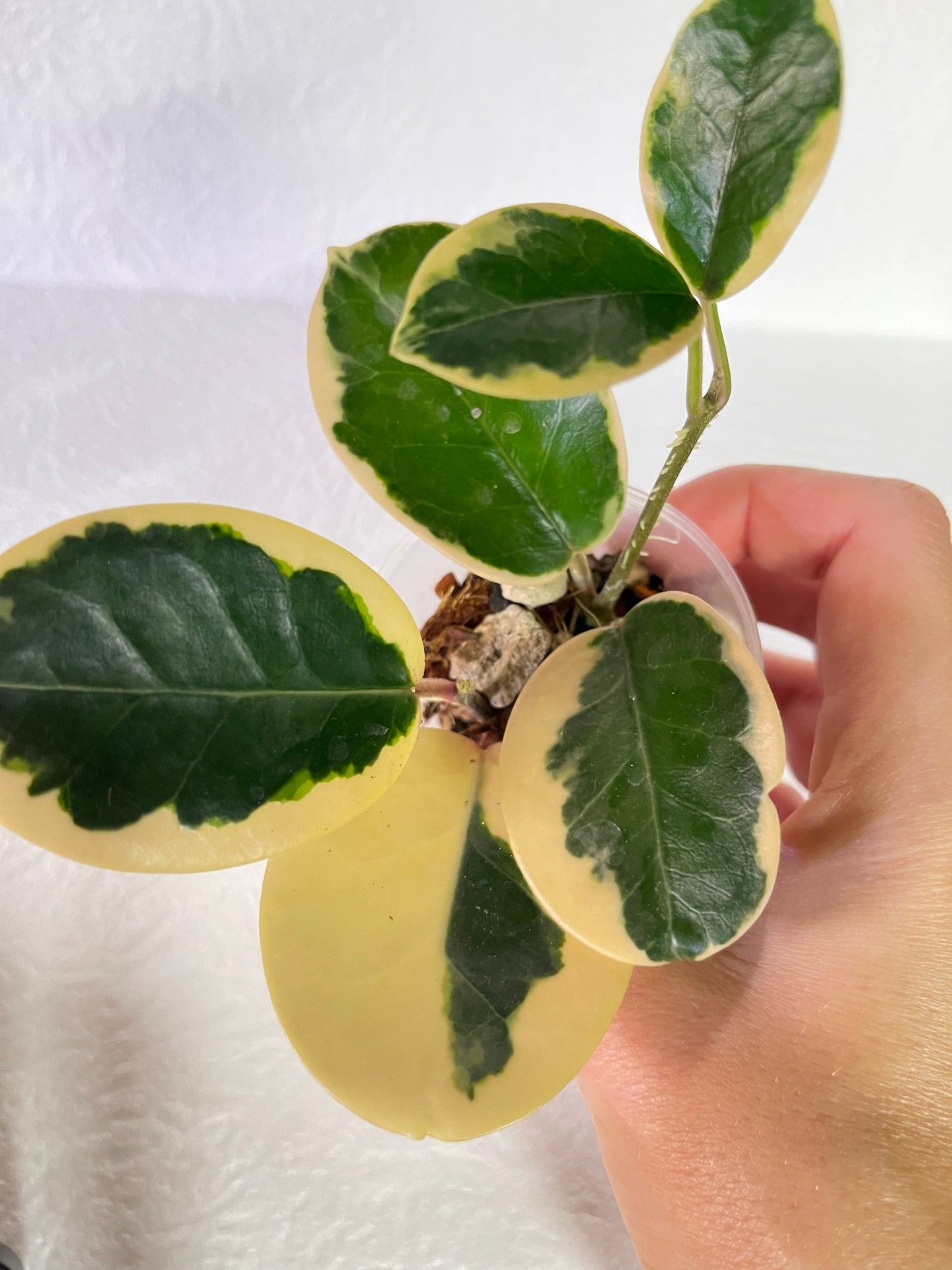 Hoya australis 'Blondie'