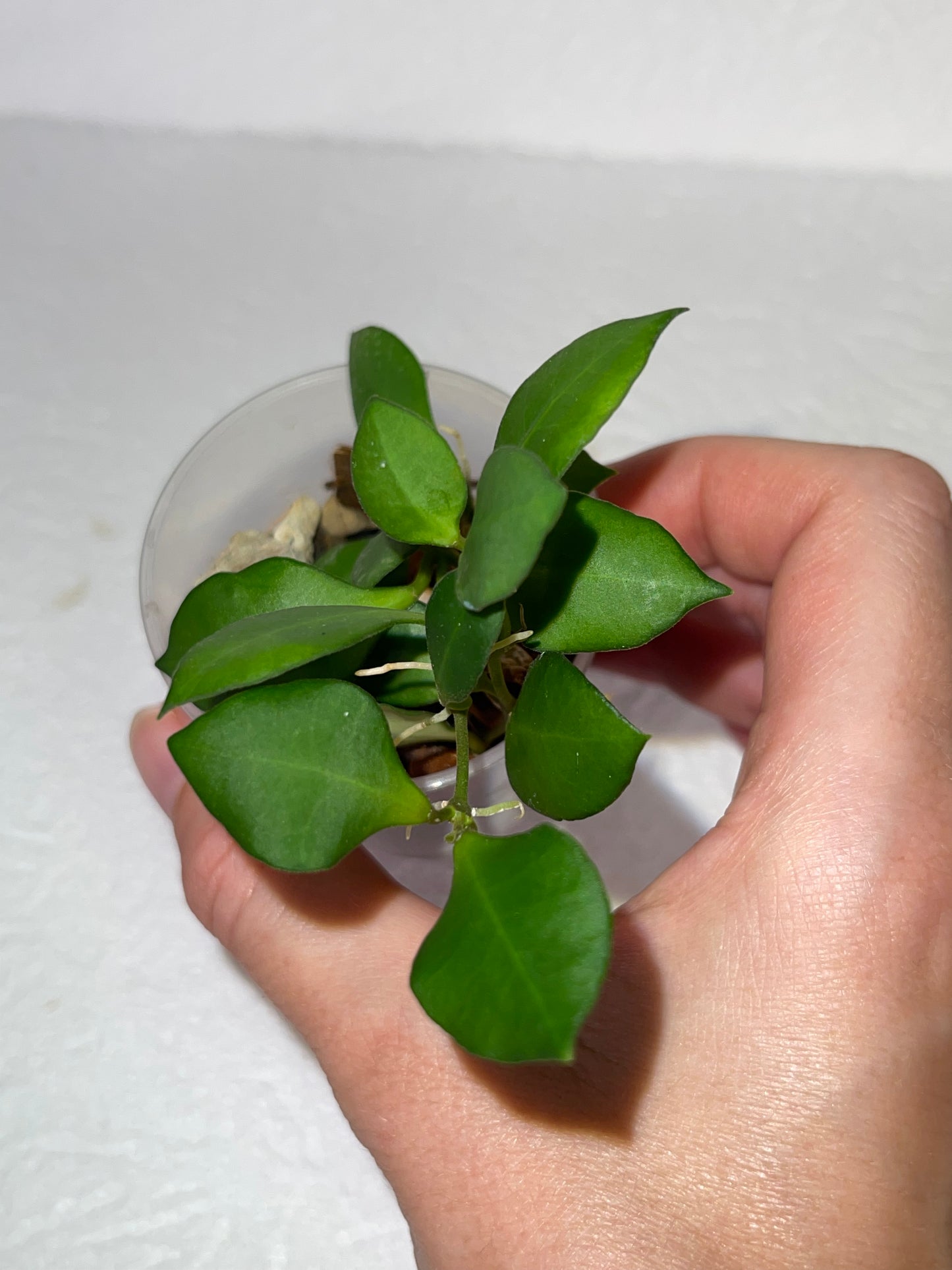 Hoya Heuschkeliana