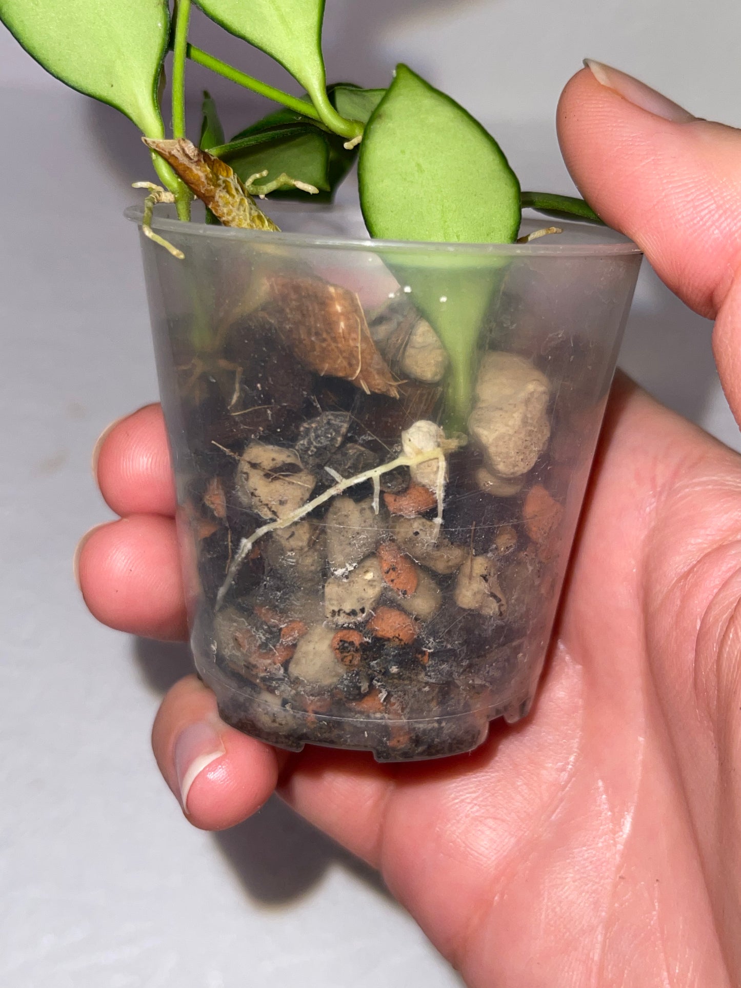 Hoya Heuschkeliana