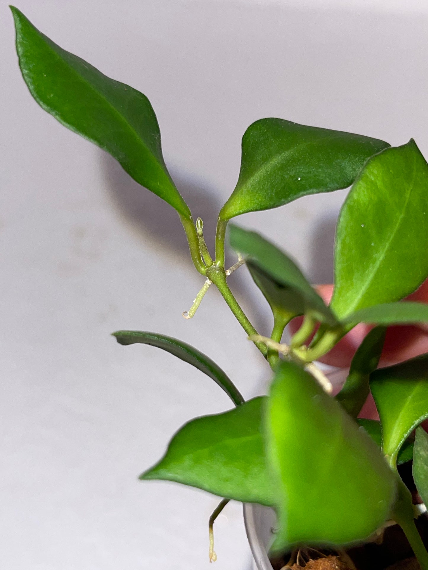 Hoya Heuschkeliana
