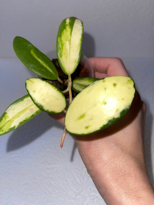 Hoya acuta variegata 