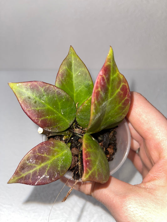 Hoya krohniana Eskimo