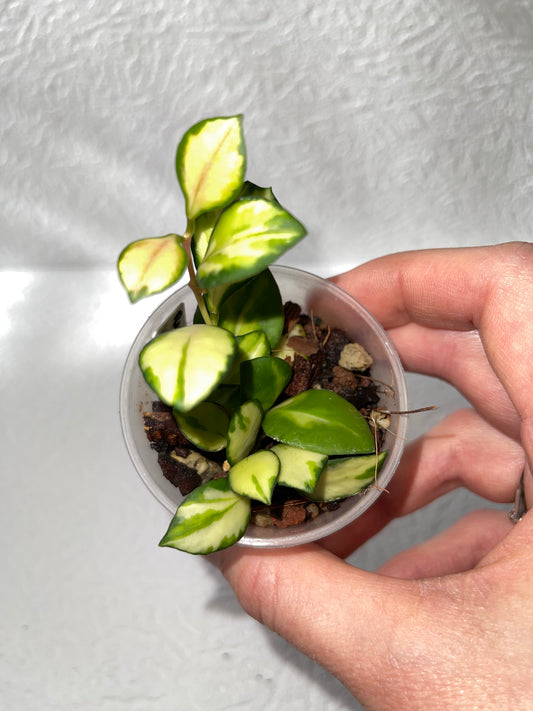 Hoya heusckeliana variegata