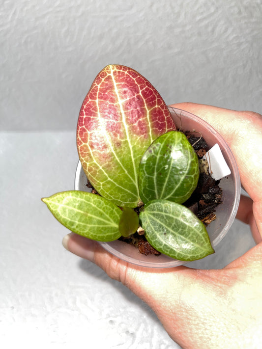 Hoya fitchii