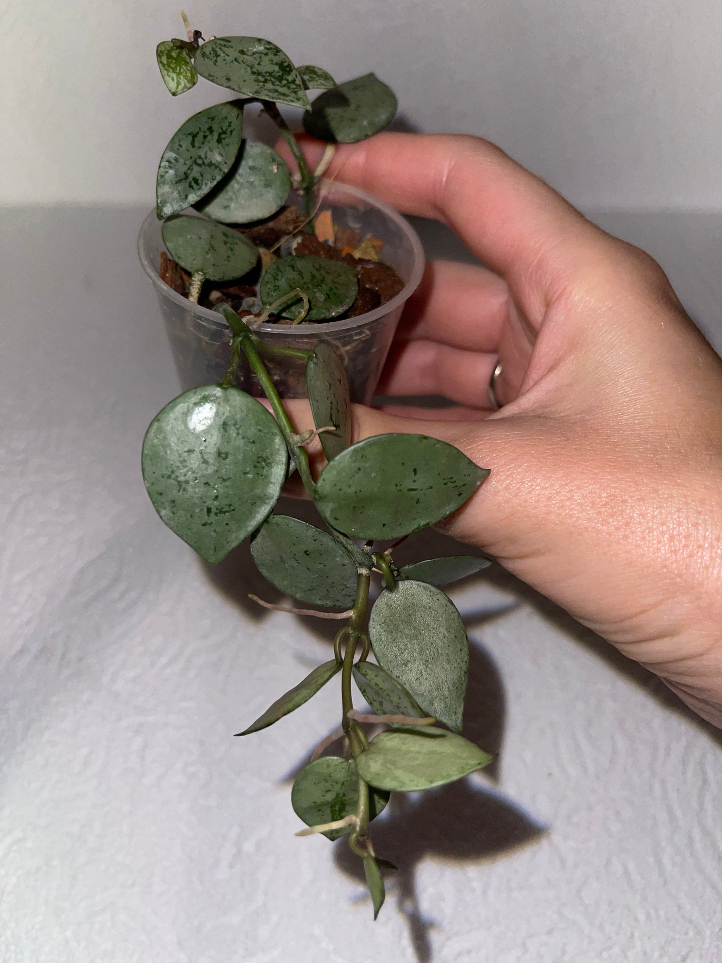 Hoya lacunosa 'Silver'