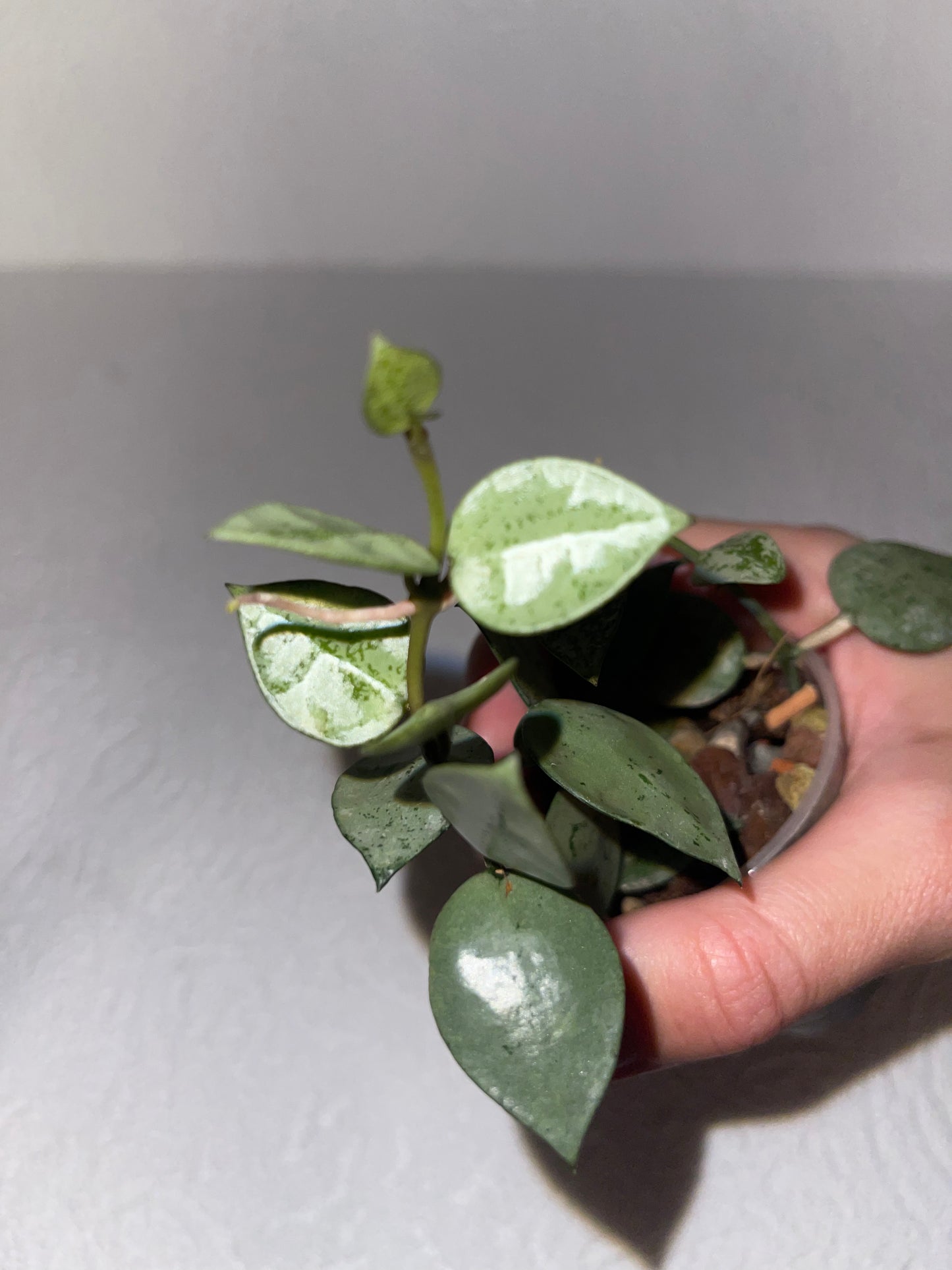 Hoya lacunosa 'Silver'