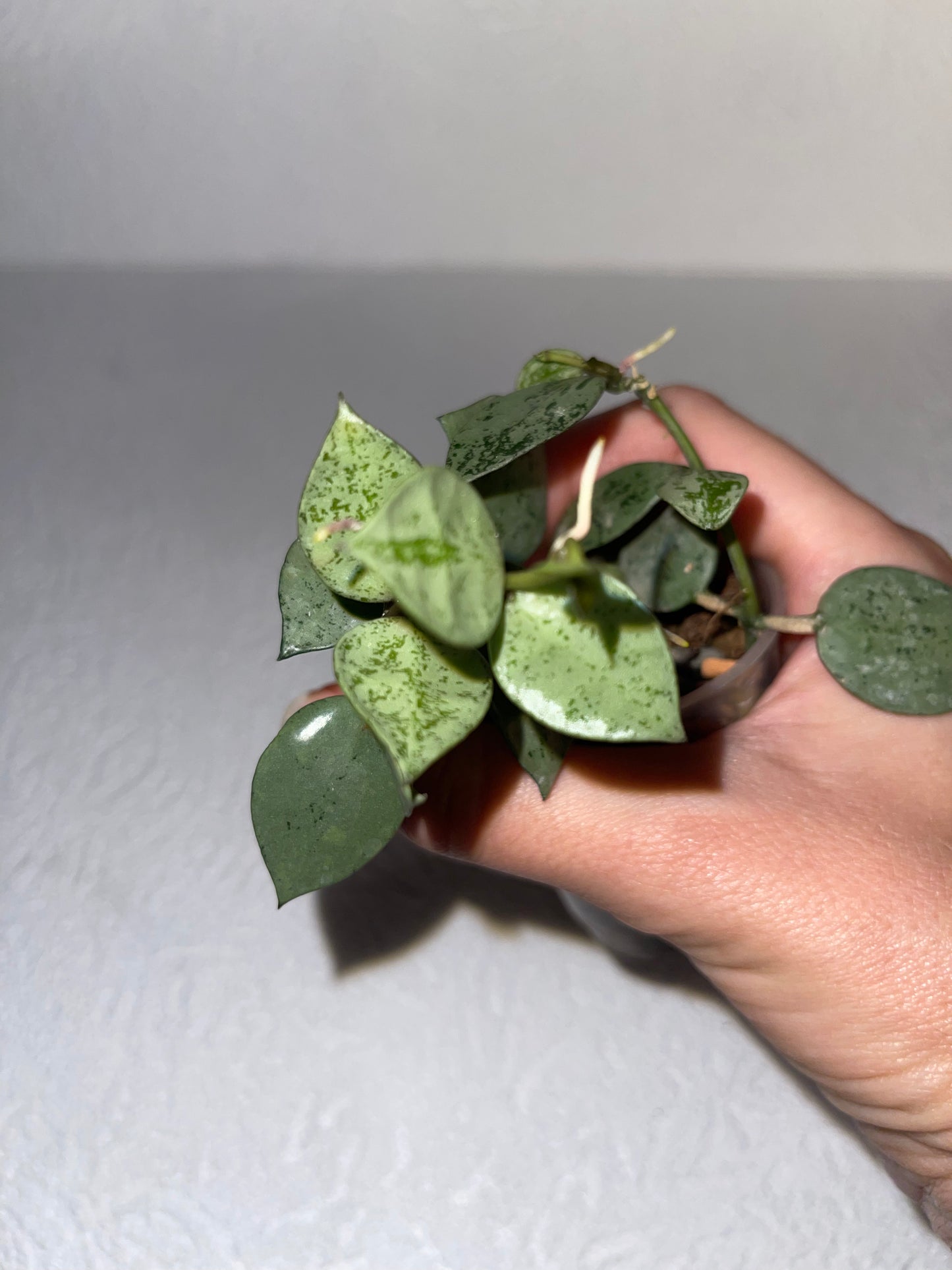 Hoya lacunosa 'Silver'
