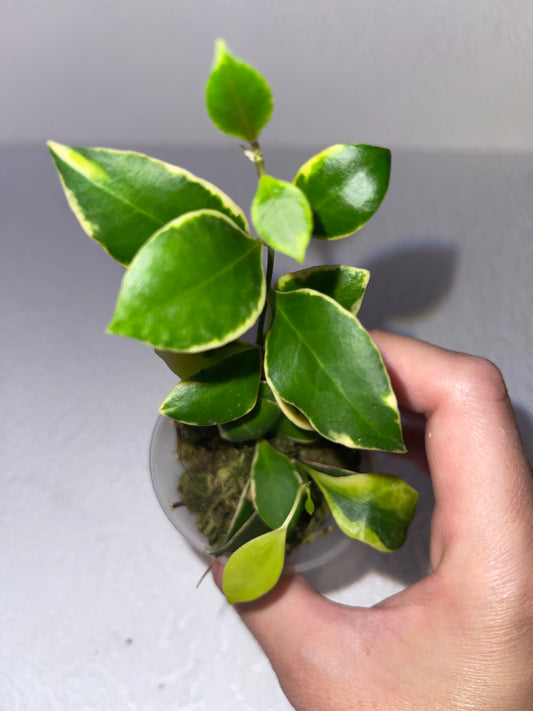 Hoya Heuschkeliana albomarginata - en sphaigne