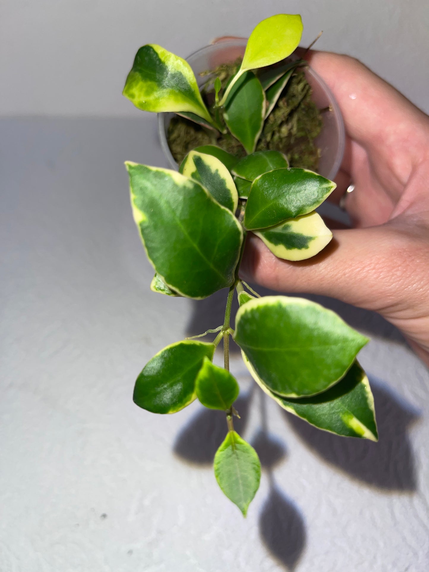 Hoya Heuschkeliana albomarginata - en sphaigne