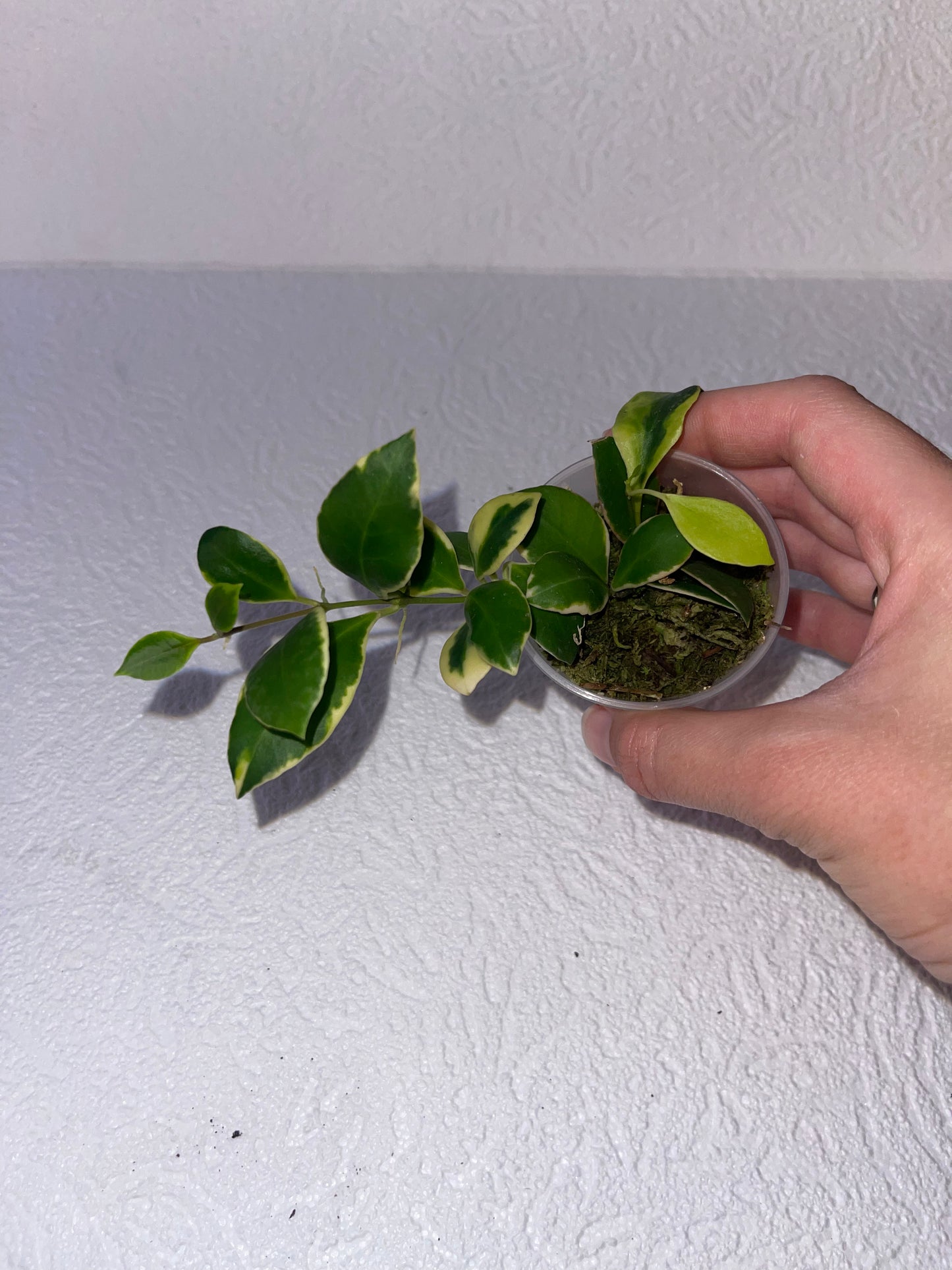 Hoya Heuschkeliana albomarginata - en sphaigne