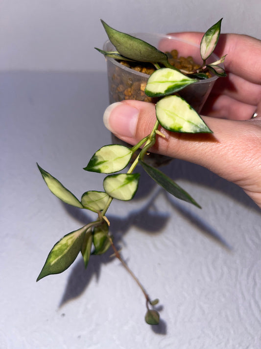 Hoya lacunosa f. variegata - en substrat hydroponique