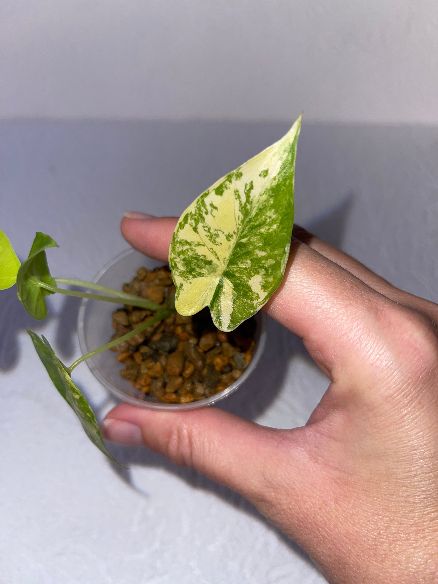 Alocasia gageana aurea variegata - en substrat hydroponique