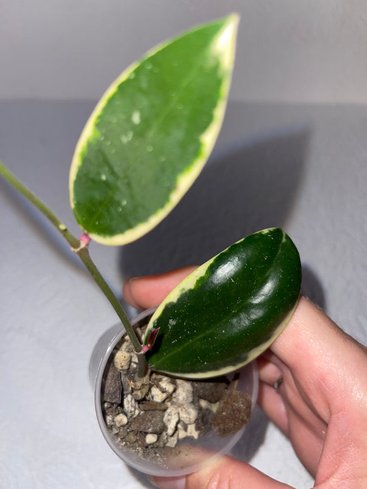 Hoya verticillata f. albomarginata - en substrat d'écorces de coco