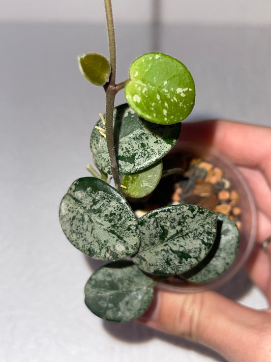Hoya Mathilde splash