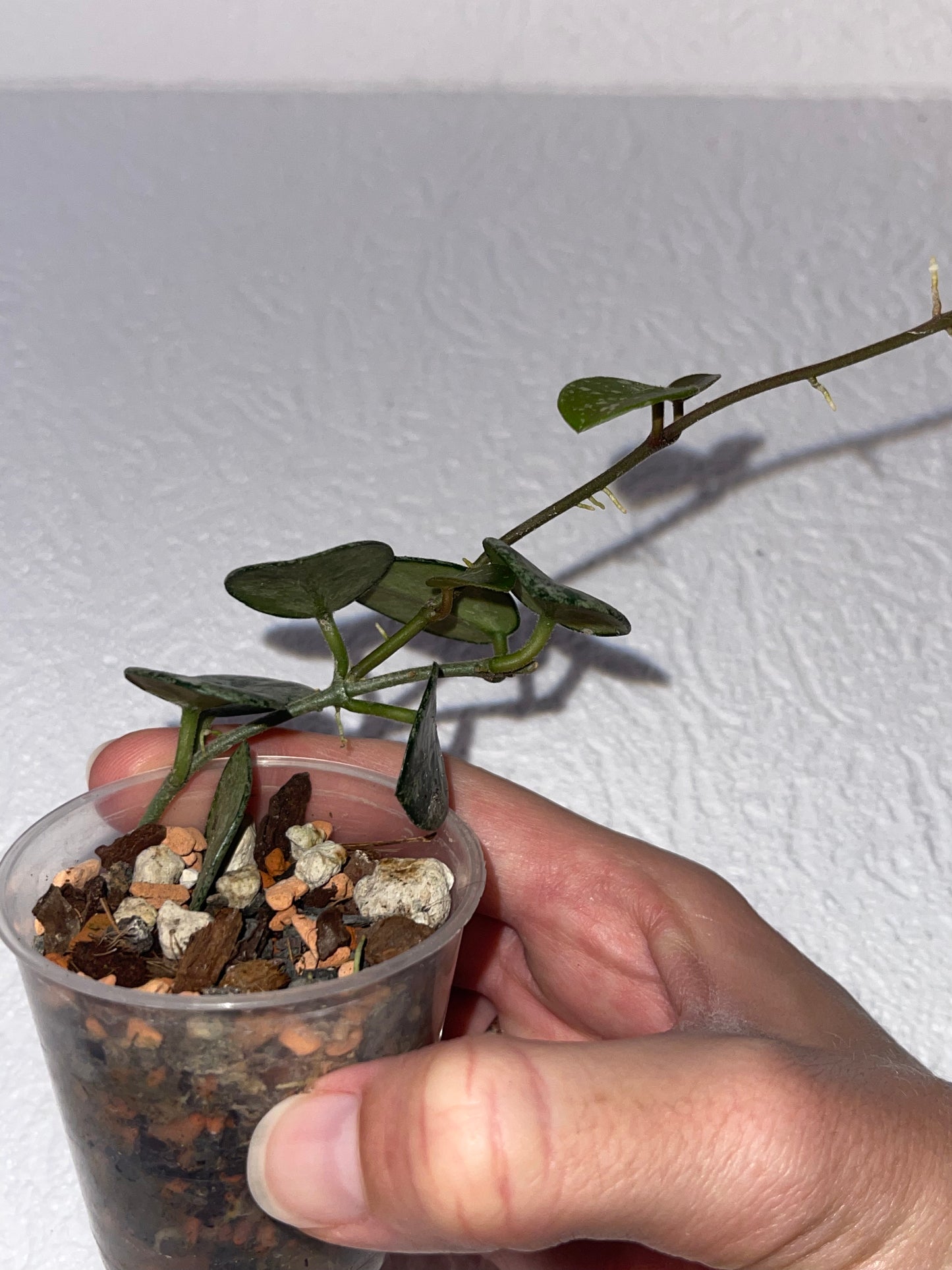 Hoya Mathilde splash