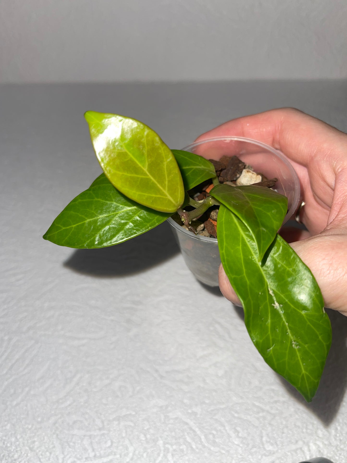 Hoya obscura
