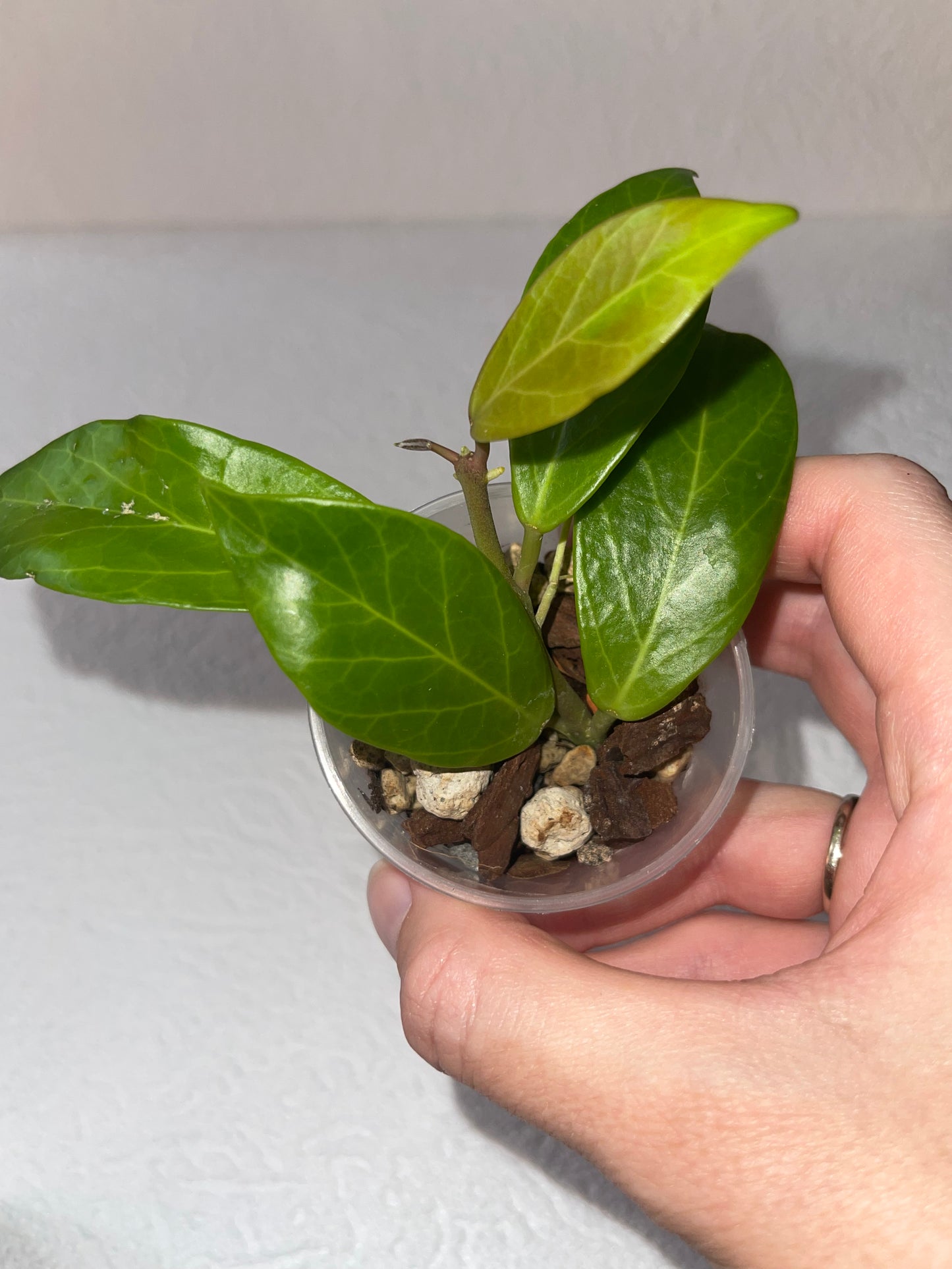 Hoya obscura