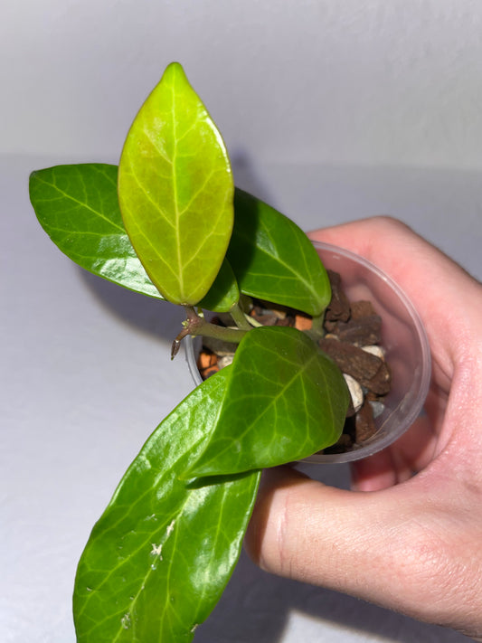 Hoya obscura