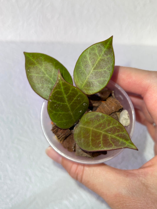 Hoya 'sunrise'