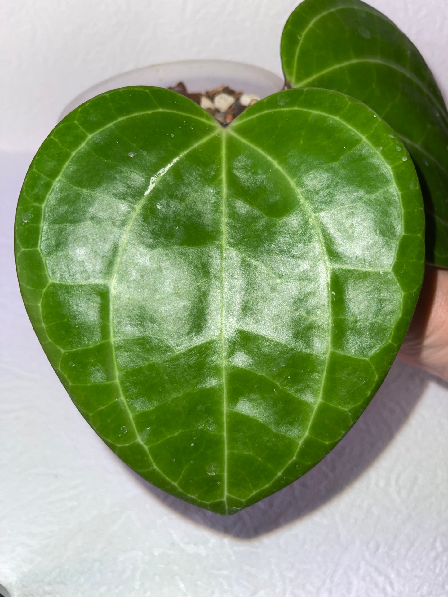 Hoya latifolia Red Borneo