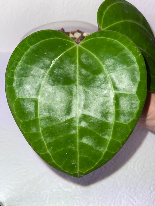 Hoya latifolia Red Borneo