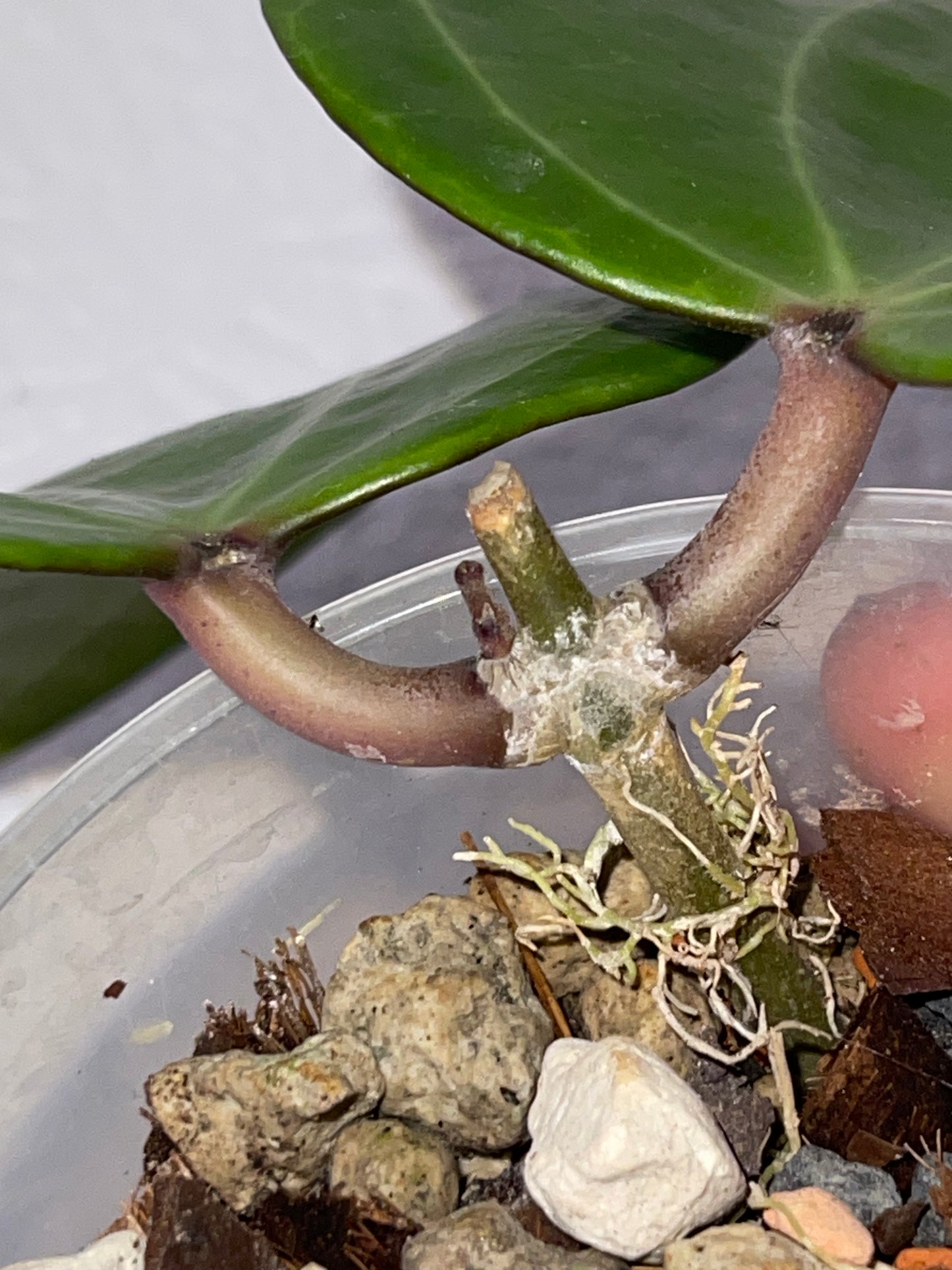 Hoya latifolia Red Borneo