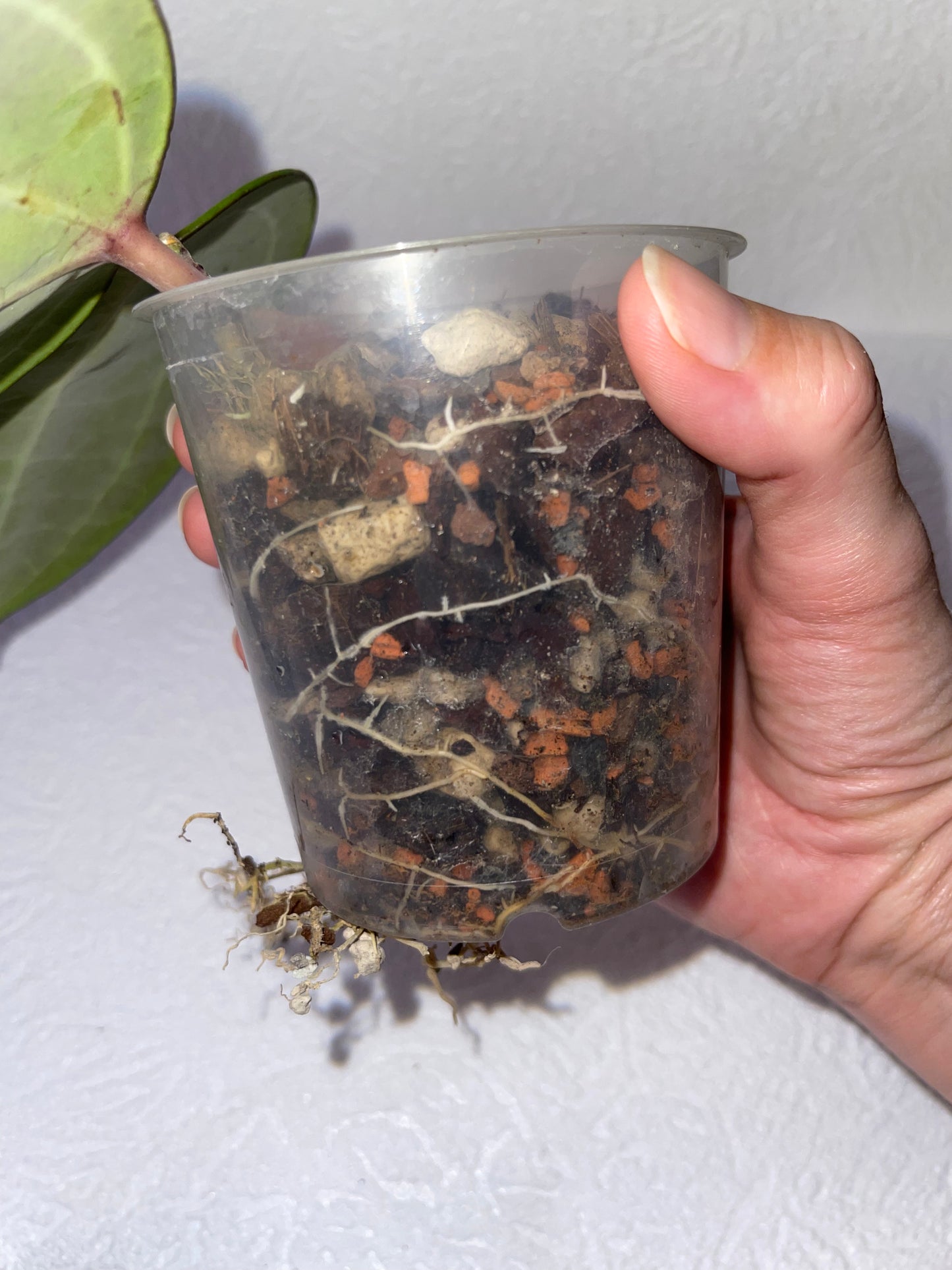 Hoya latifolia Red Borneo