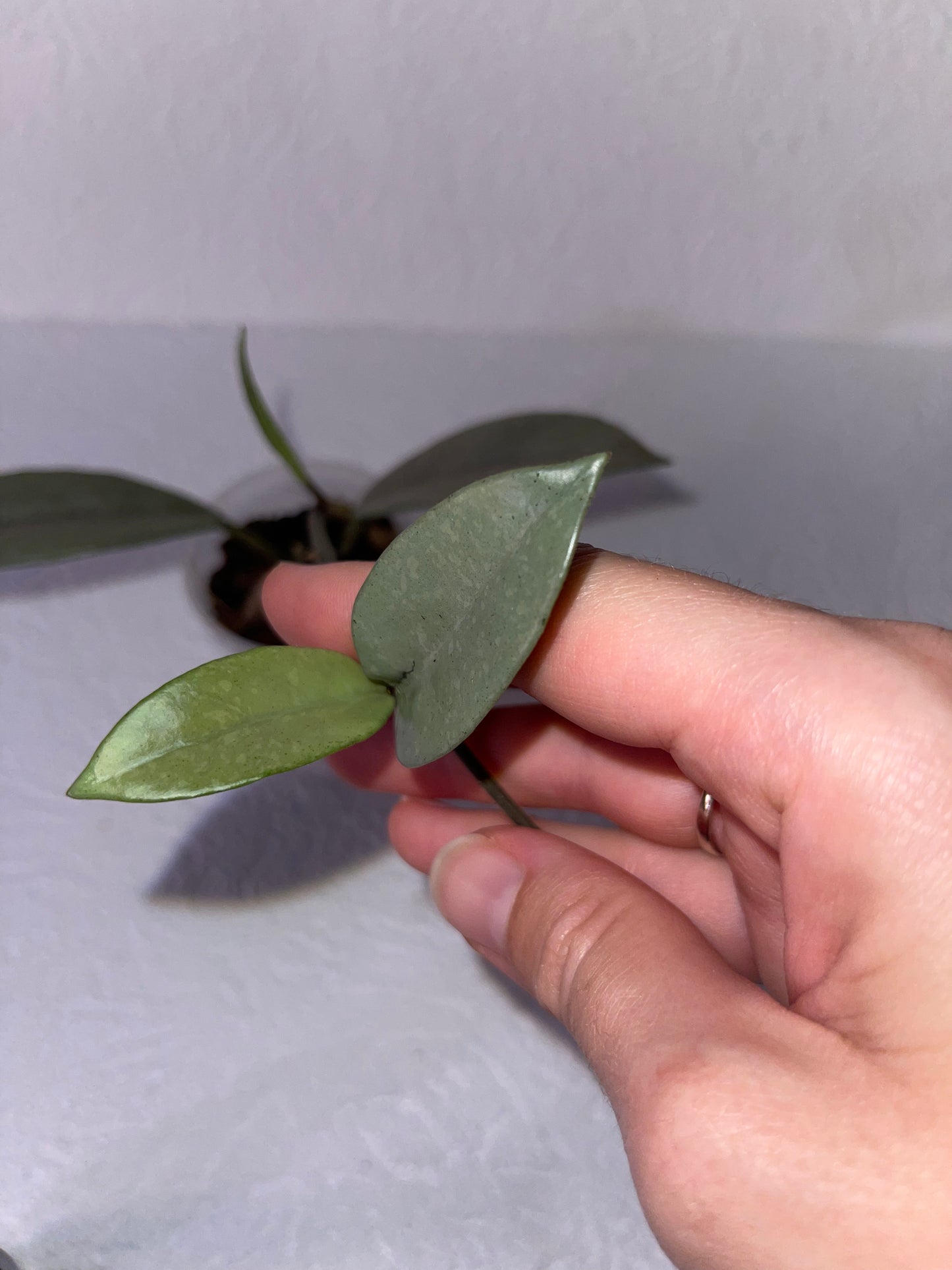 Hoya carnosa 'Wilbur graves' Silver