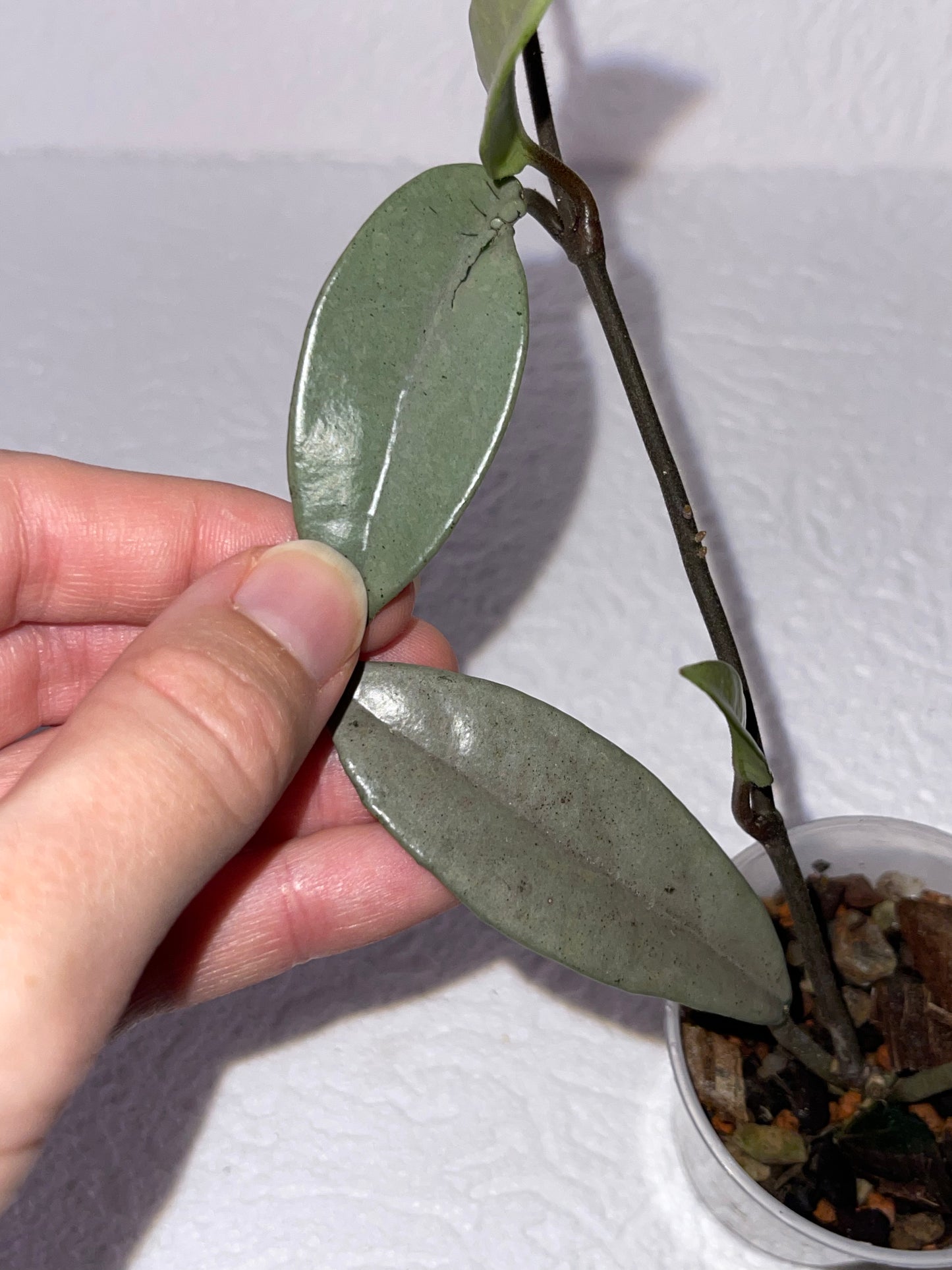Hoya carnosa 'Wilbur graves' Silver