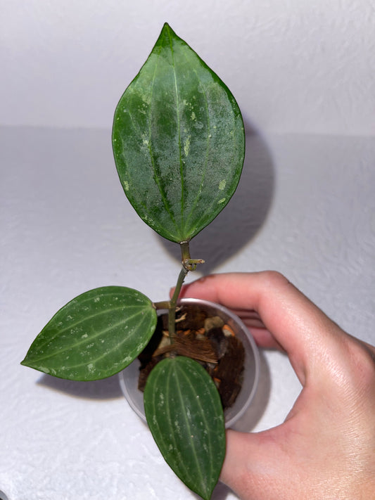 Hoya sp. 'Rangsan'
