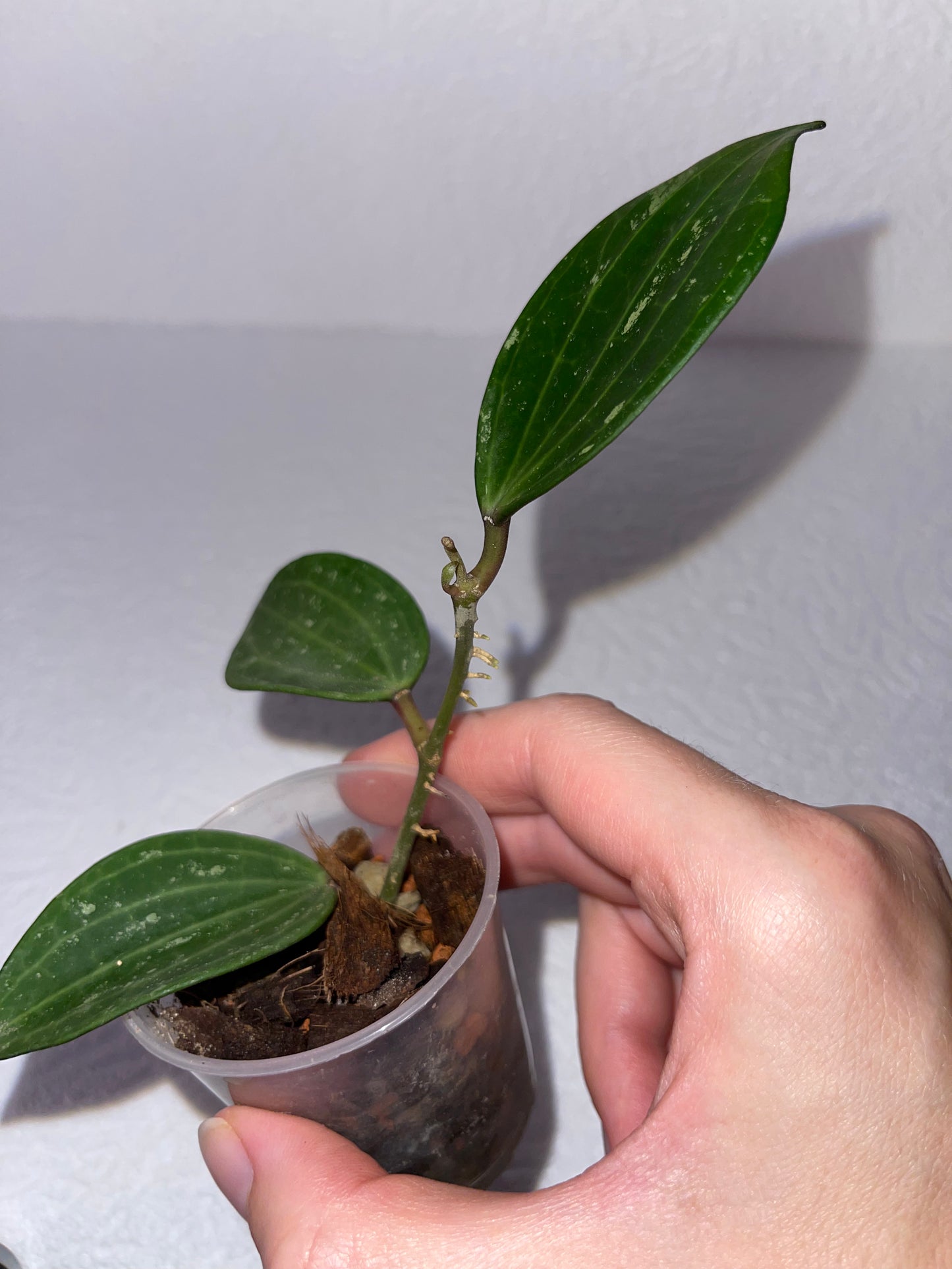 Hoya sp. 'Rangsan'