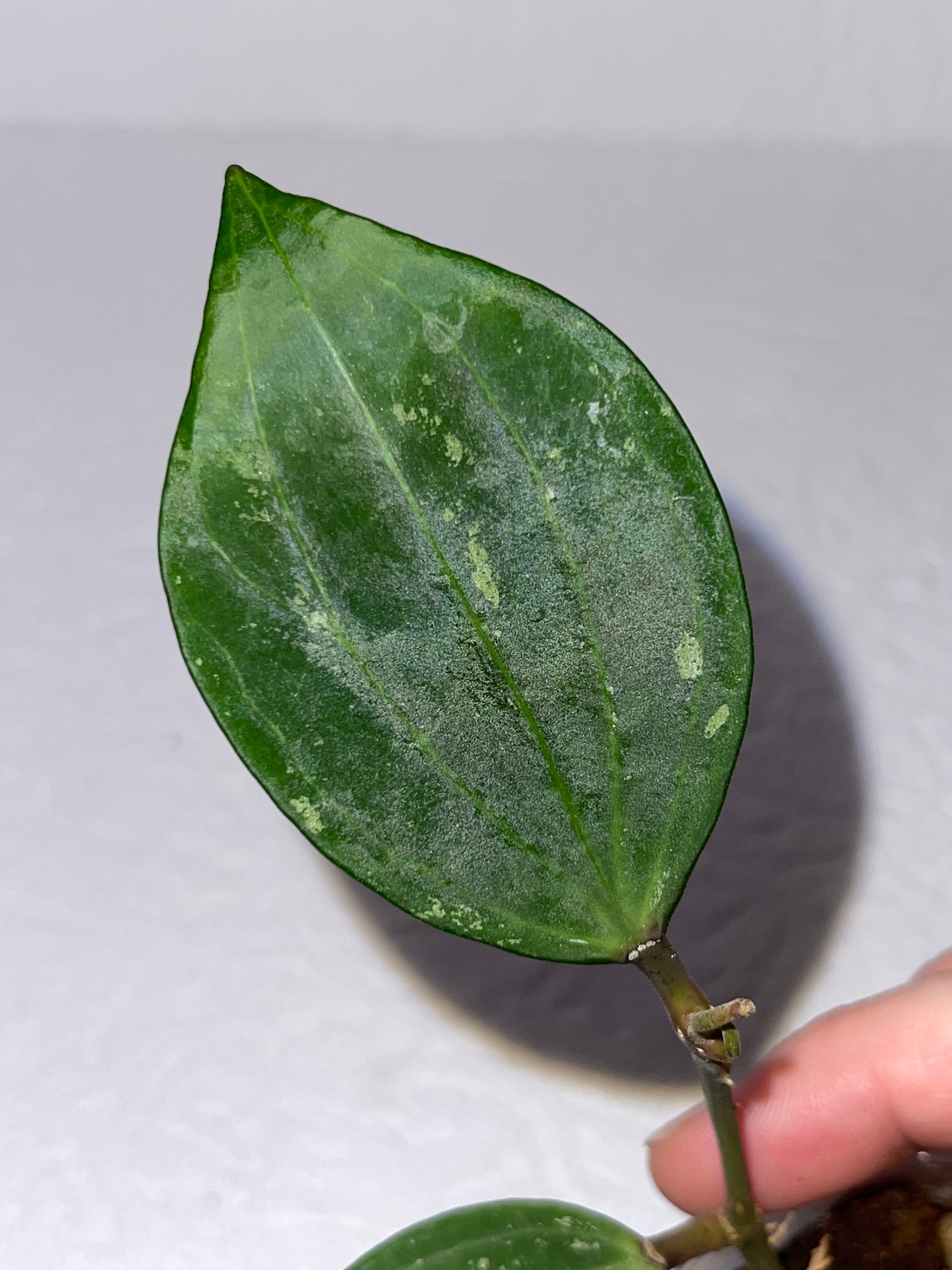 Hoya sp. 'Rangsan'