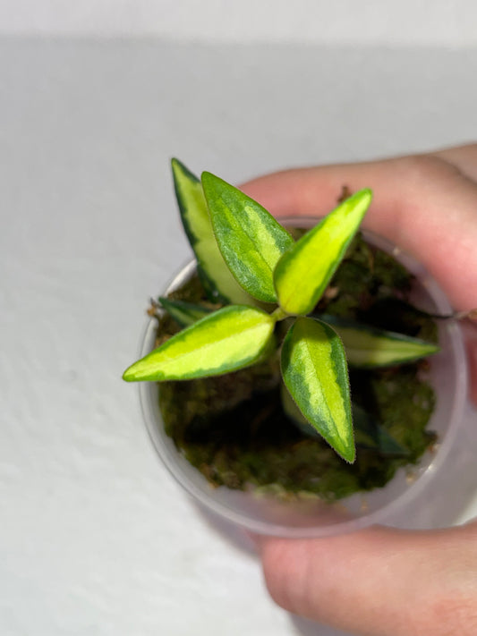 Hoya bella 'Luis Bois' ou 'Lida Buis' - en sphaigne