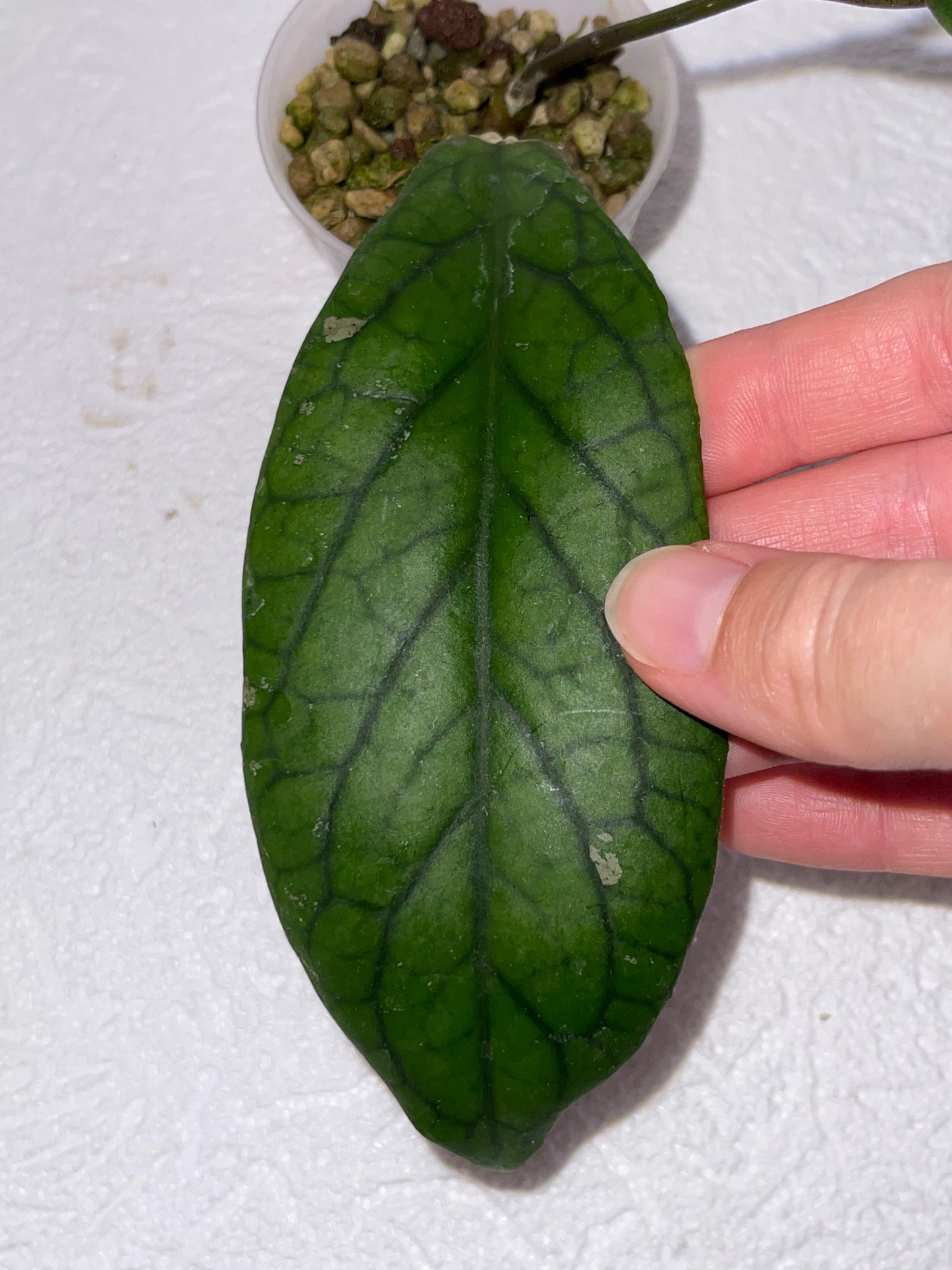Hoya sp. AH 032 - en substrat hydroponique