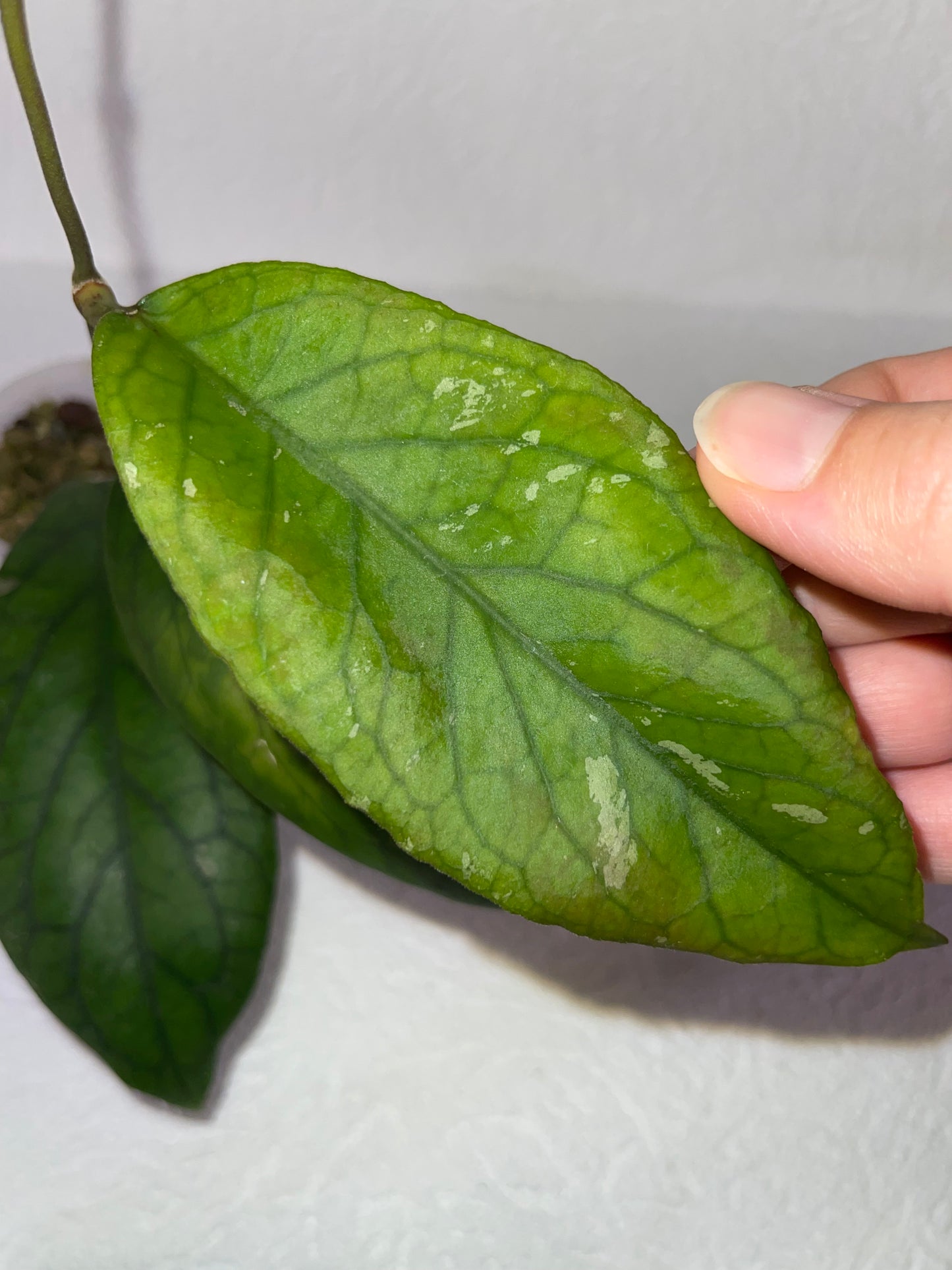 Hoya sp. AH 032 - en substrat hydroponique