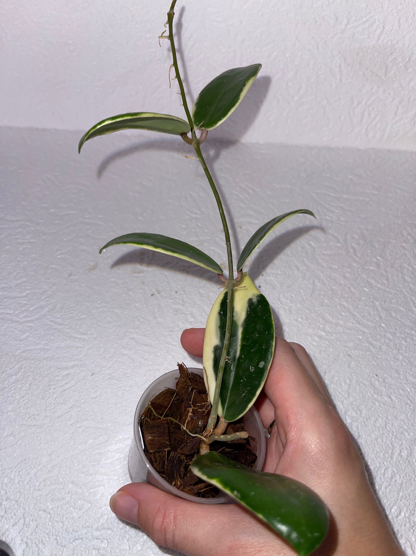 Hoya verticillata f. albomarginata - en substrat d'écorces de coco