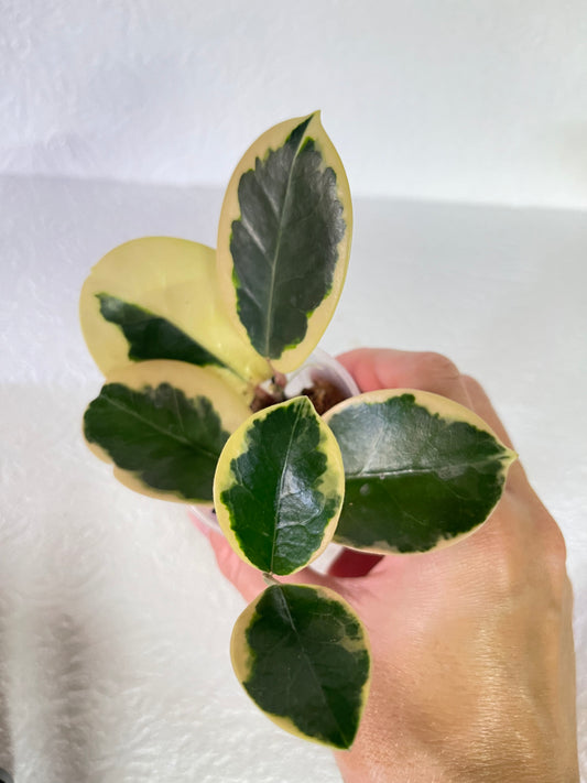 Hoya australis 'Blondie'