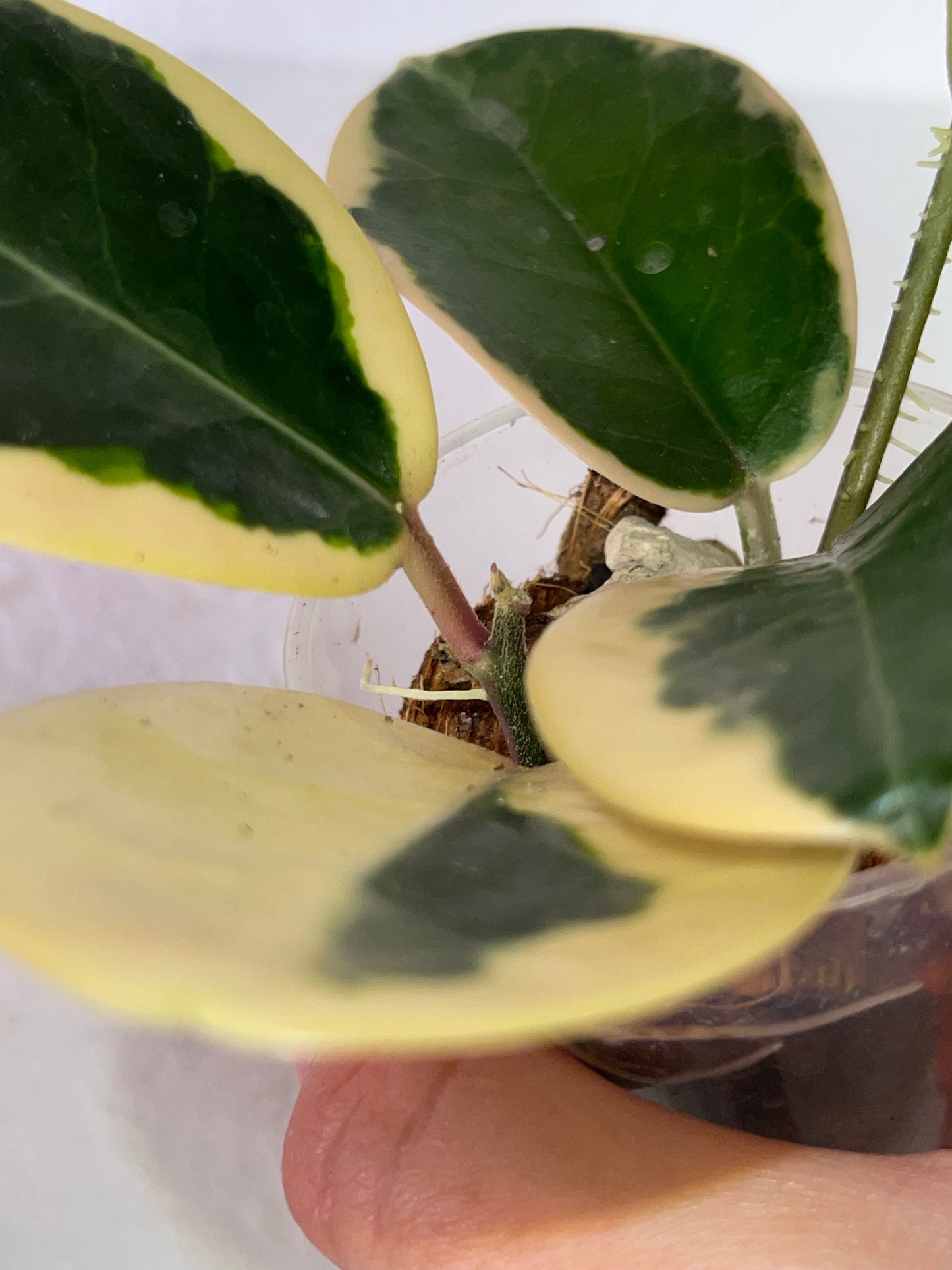 Hoya australis 'Blondie'
