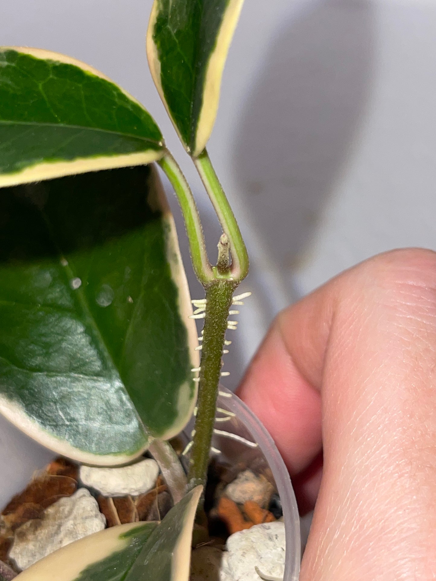 Hoya australis 'Blondie'